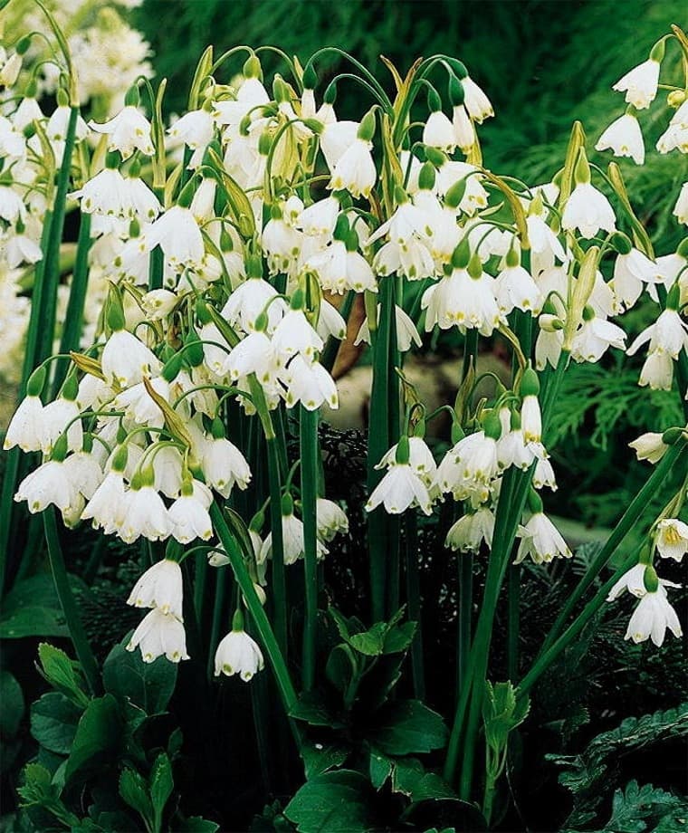 summer snowflake 'Gravetye Giant'