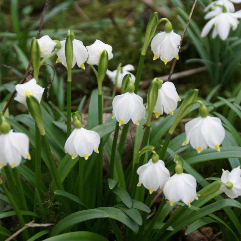 spring snowflake