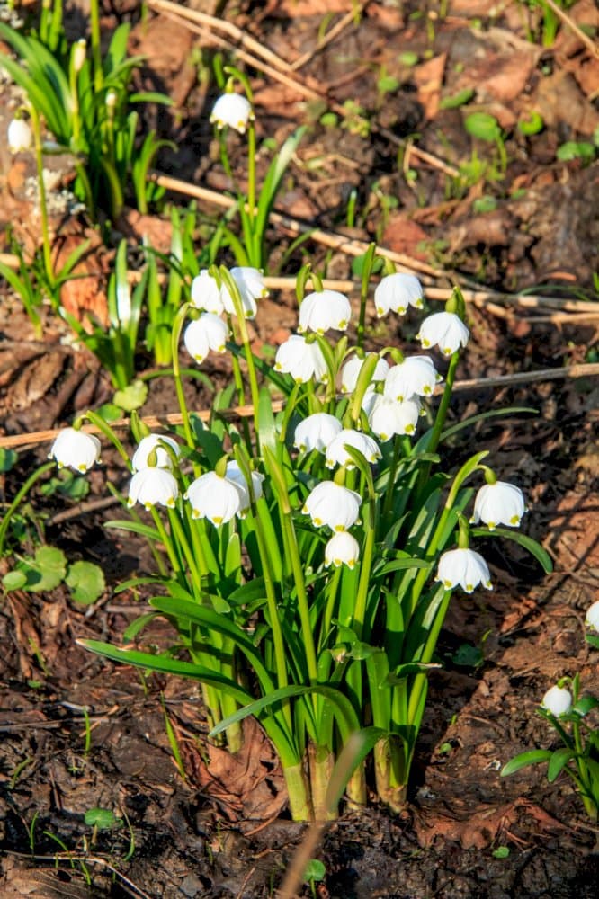 spring snowflake