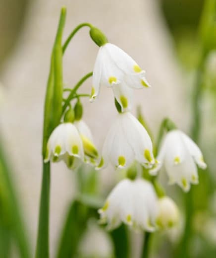 spring snowflake