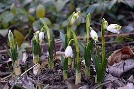 spring snowflake