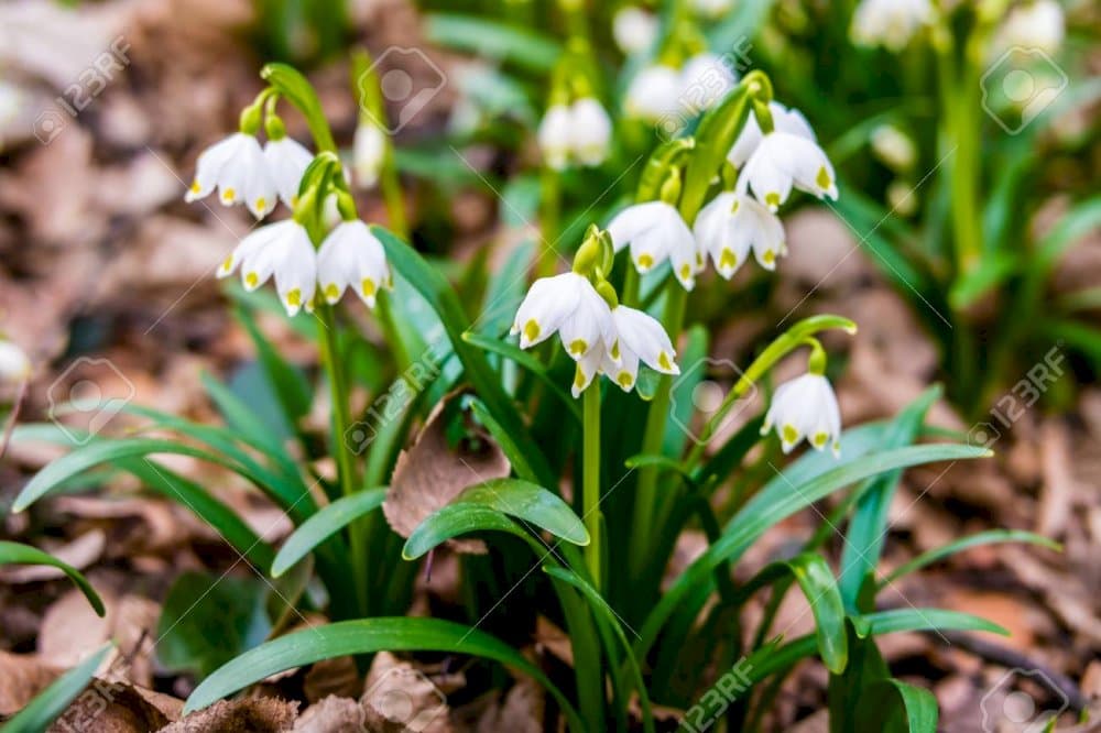 spring snowflake