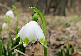 spring snowflake