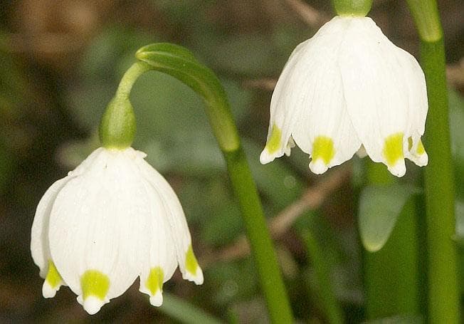 spring snowflake