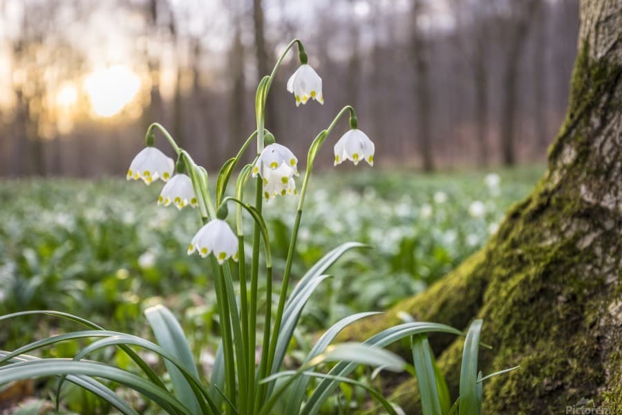 spring snowflake