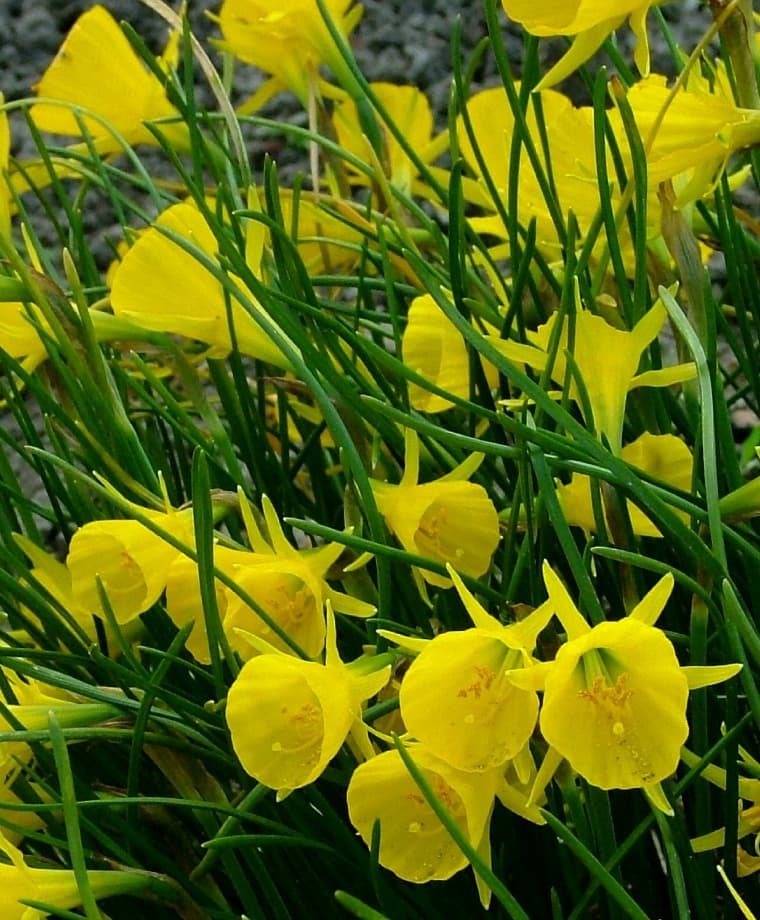 hoop petticoat daffodil