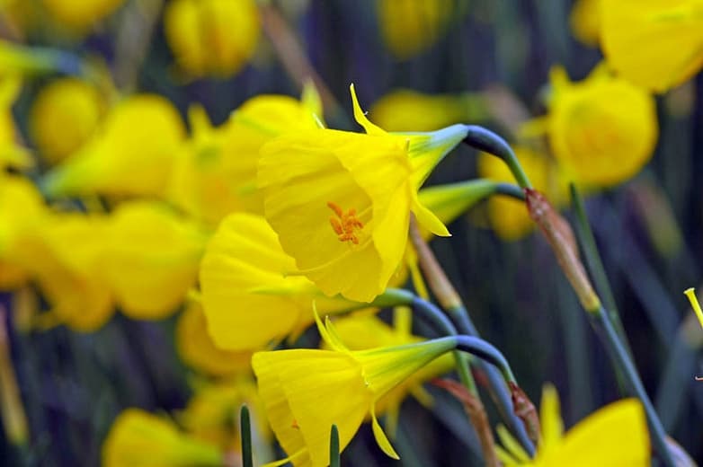 hoop petticoat daffodil