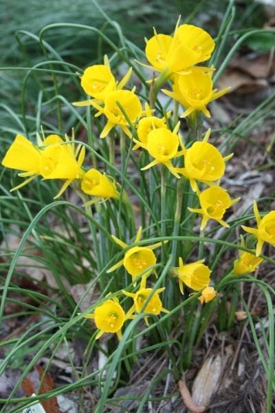 hoop petticoat daffodil