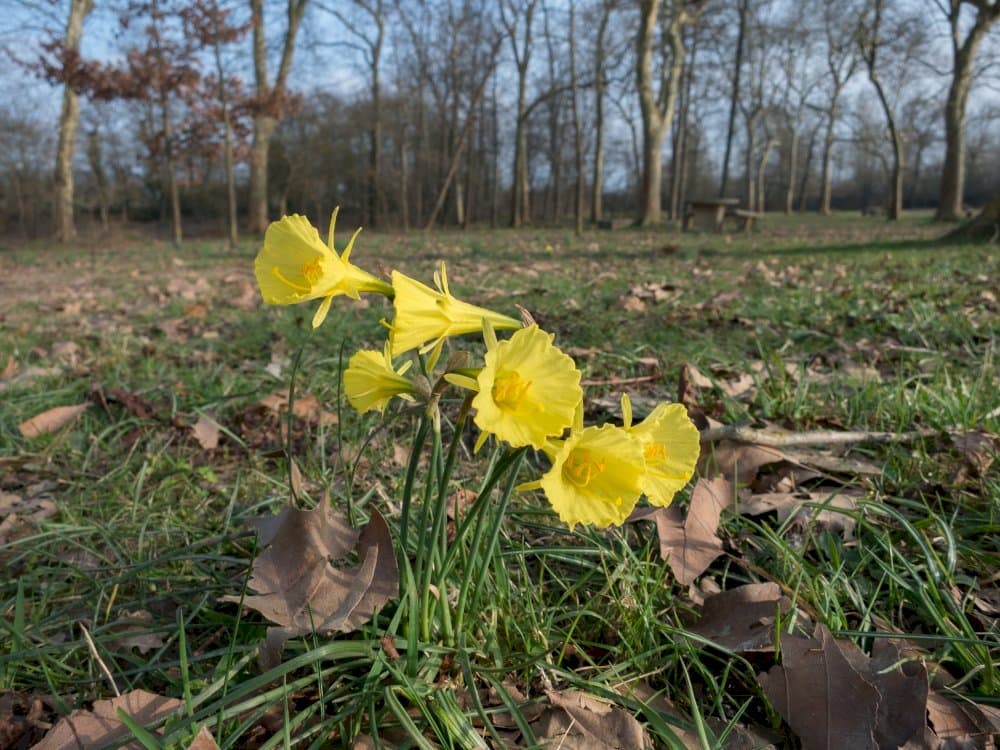 hoop petticoat daffodil Golden Bells Group