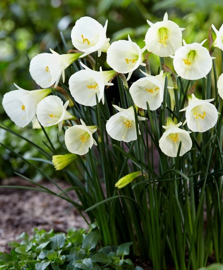 hoop petticoat daffodil Golden Bells Group