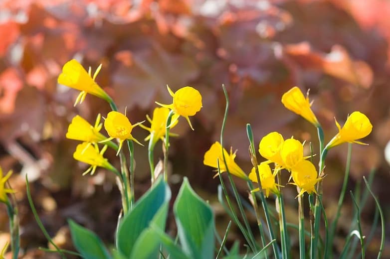 hoop petticoat daffodil Golden Bells Group