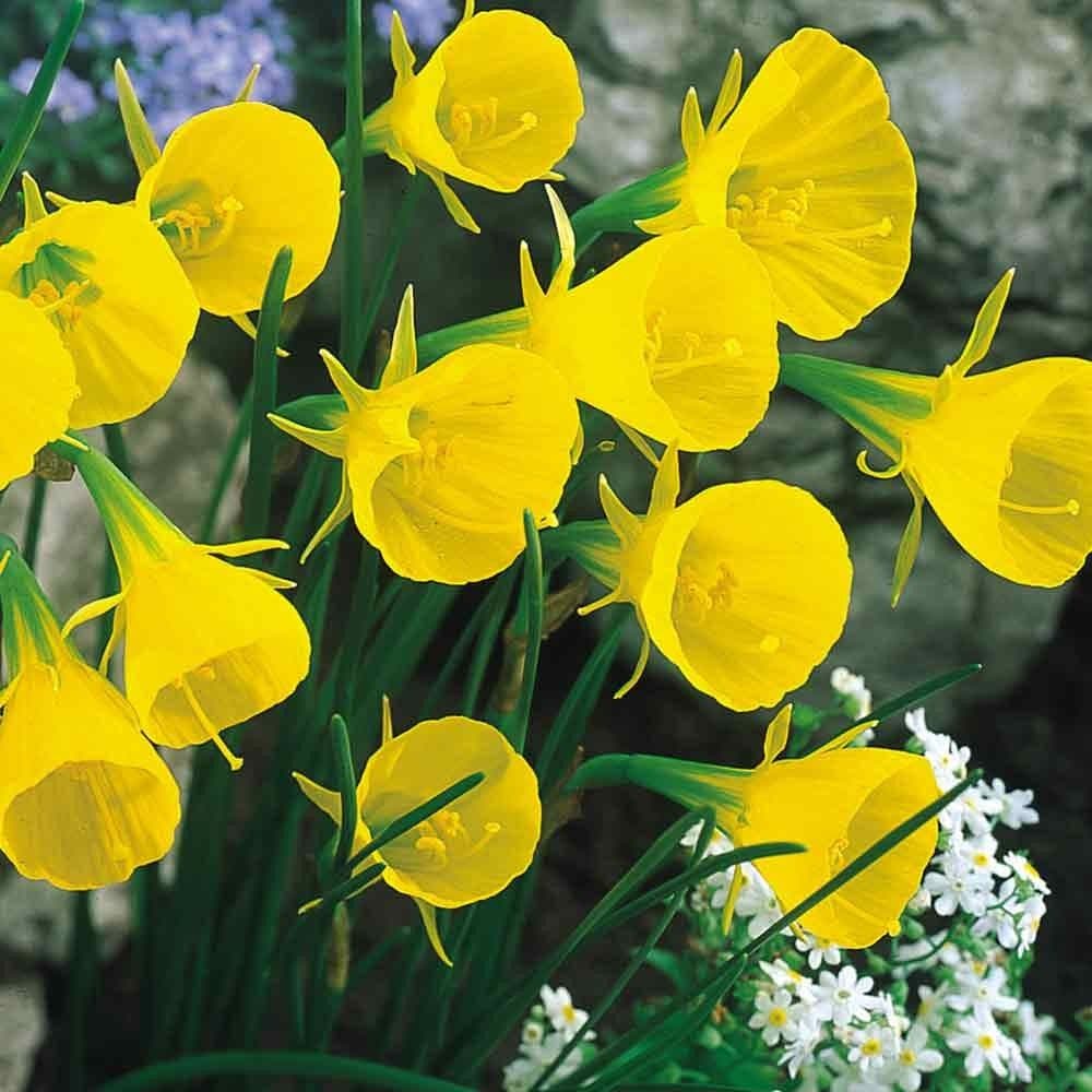 hoop petticoat daffodil Golden Bells Group