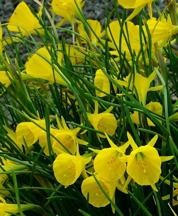 citron yellow hoop petticoat daffodil