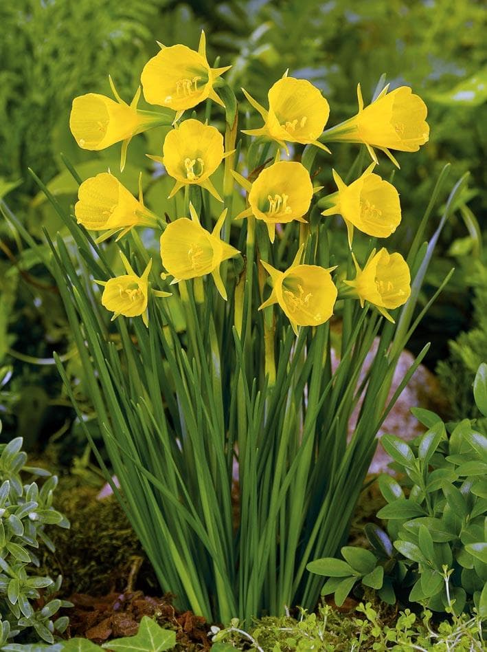 citron yellow hoop petticoat daffodil