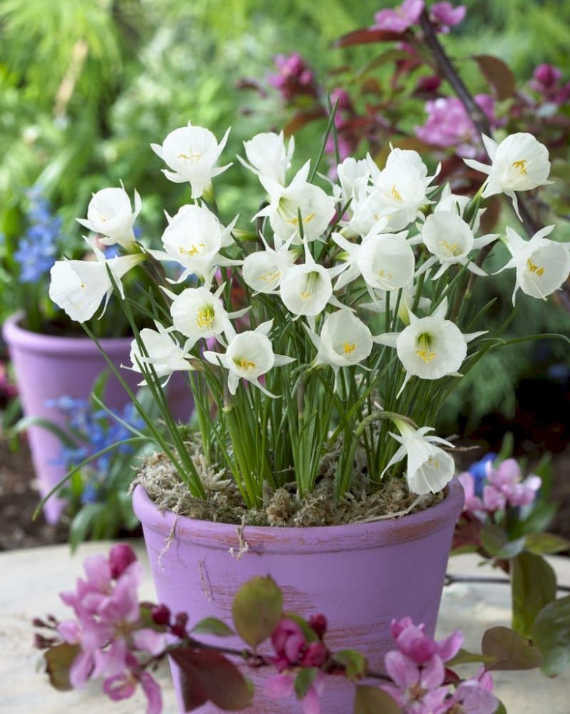 citron yellow hoop petticoat daffodil