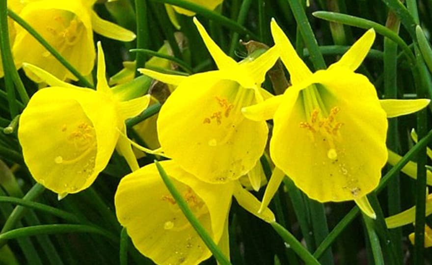 citron yellow hoop petticoat daffodil