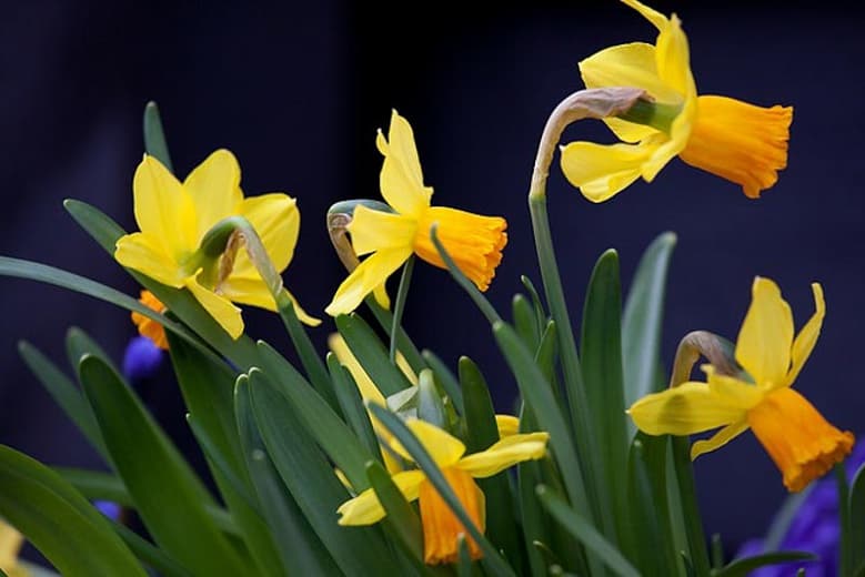 cyclamen-flowered daffodil