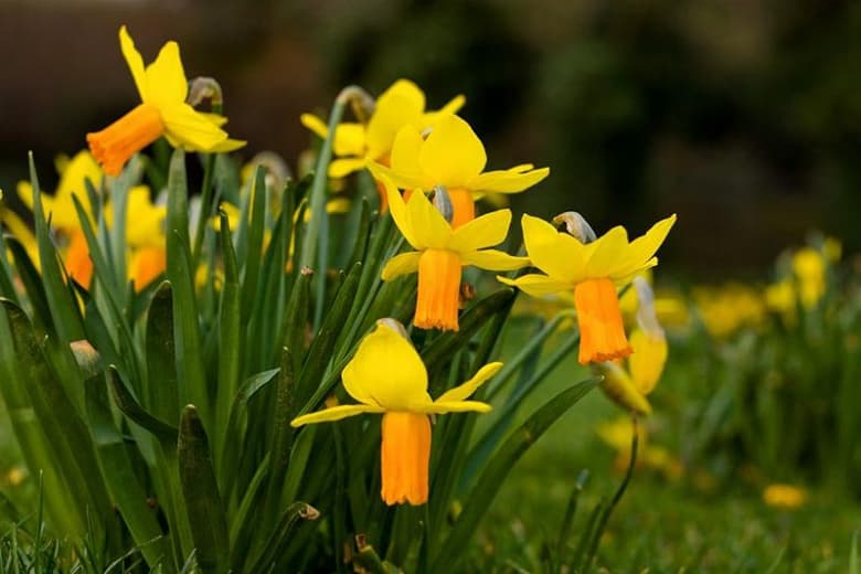 cyclamen-flowered daffodil