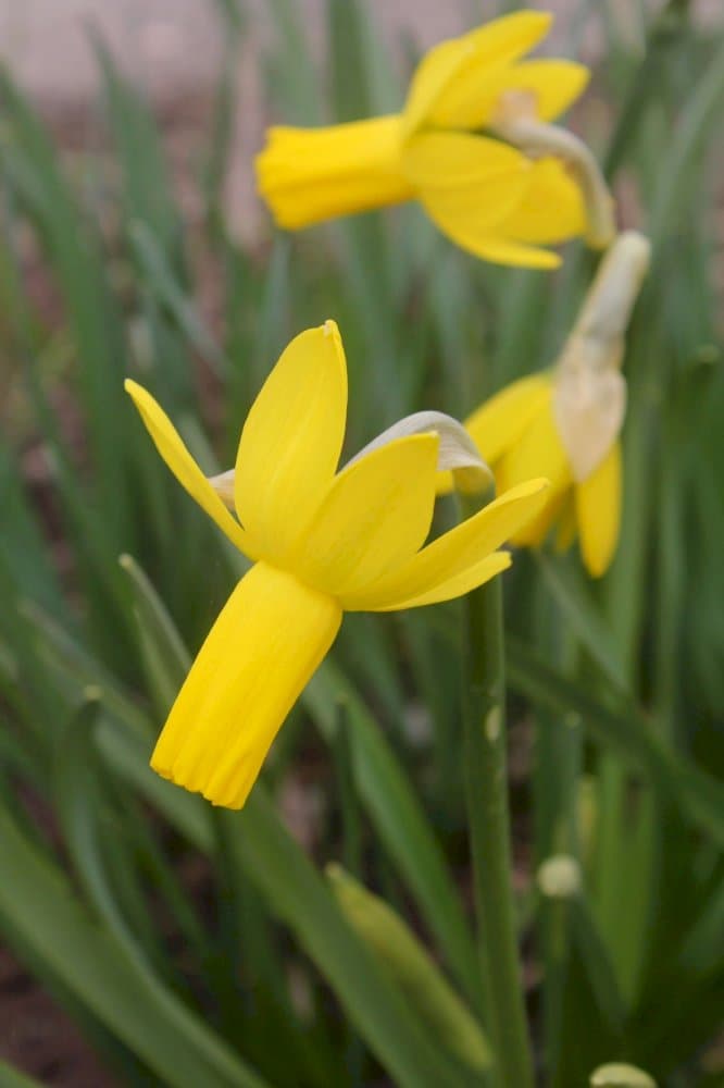 cyclamen-flowered daffodil