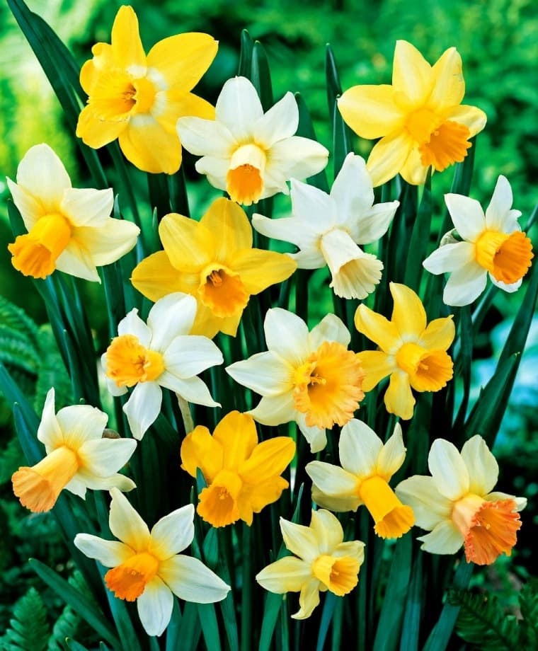 cyclamen-flowered daffodil