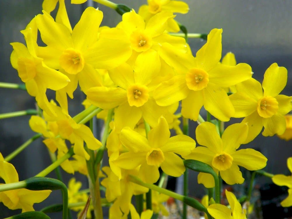 jonquil