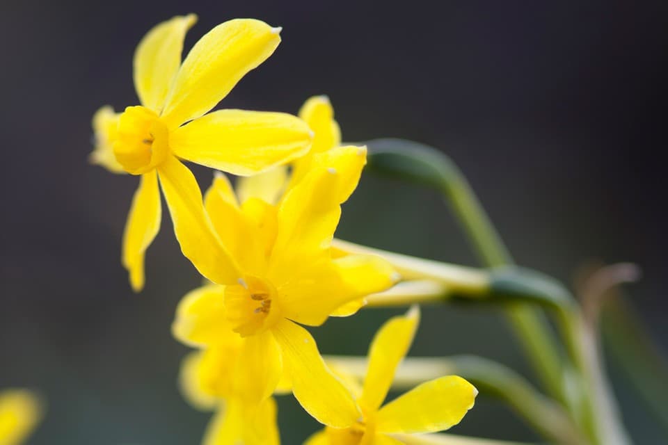 jonquil