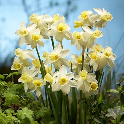 jonquil