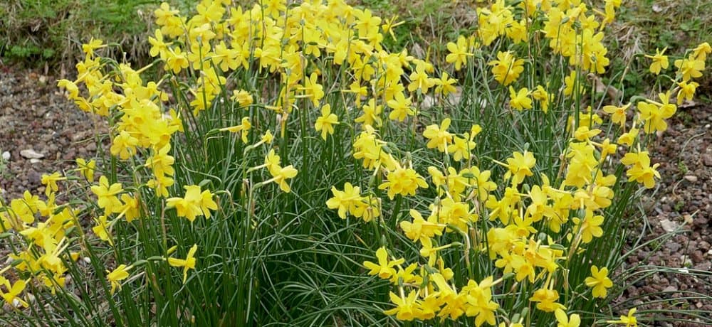 jonquil