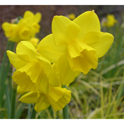 jonquil