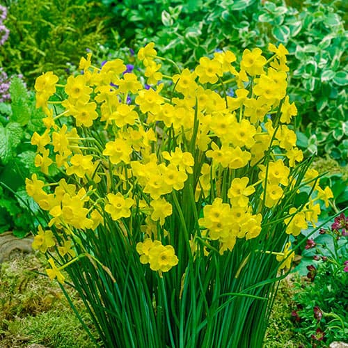 jonquil