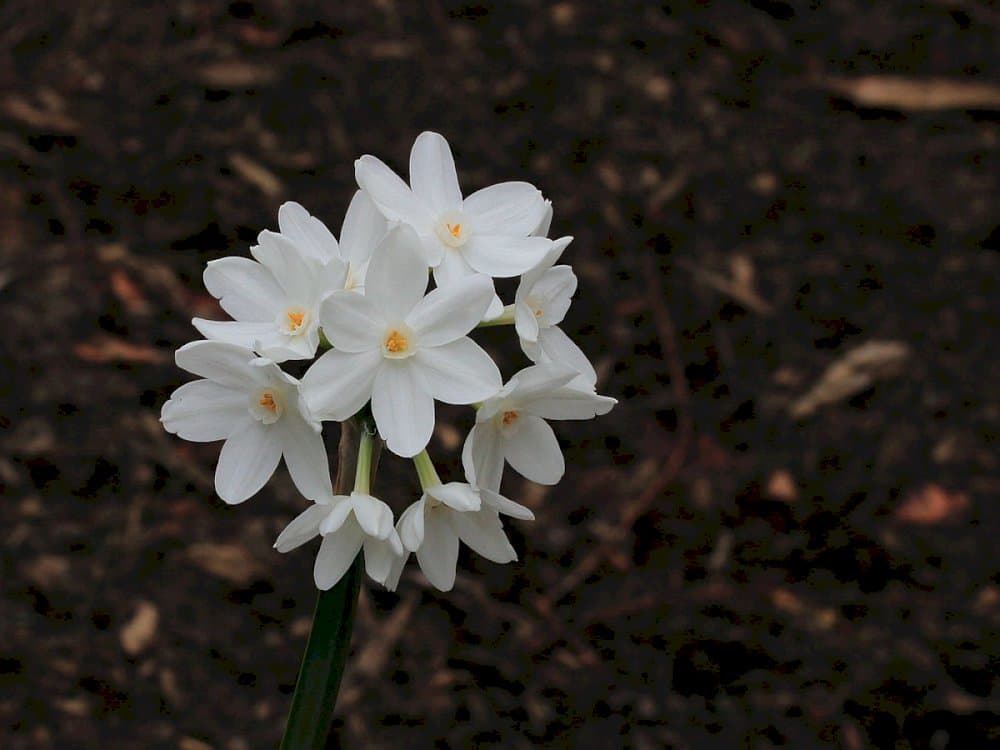 paper-white daffodil 'Ziva'