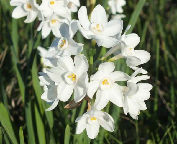 paper-white daffodil 'Ziva'