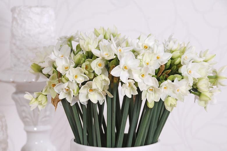 paper-white daffodil 'Ziva'