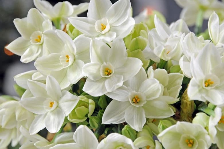 paper-white daffodil 'Ziva'