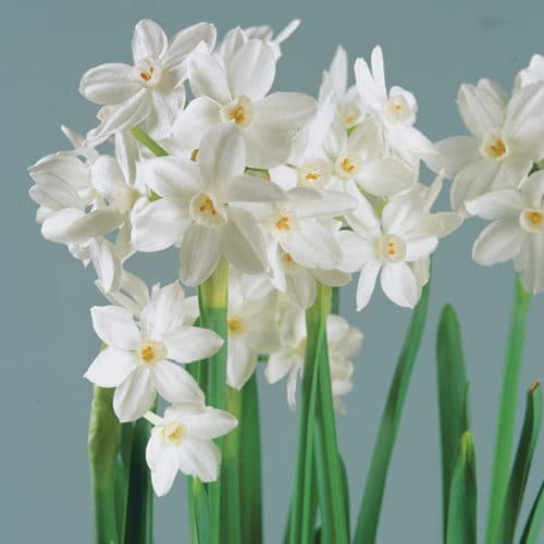 paper-white daffodil 'Ziva'