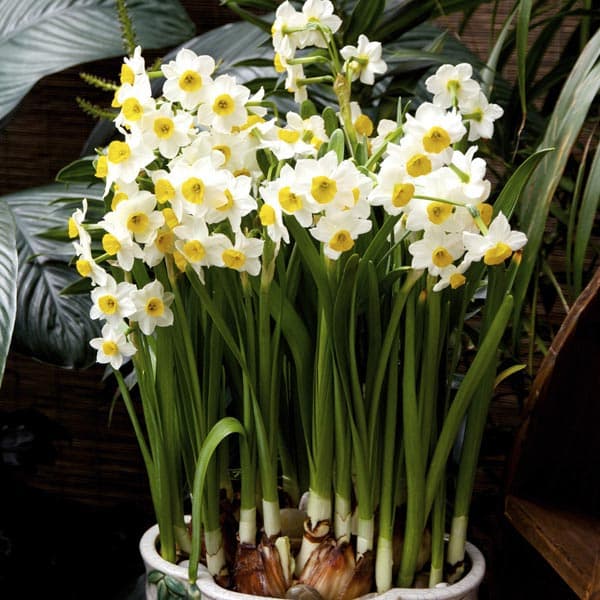 paper-white daffodil 'Ziva'