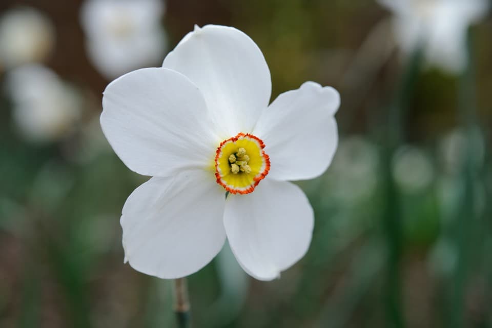 old pheasant's eye