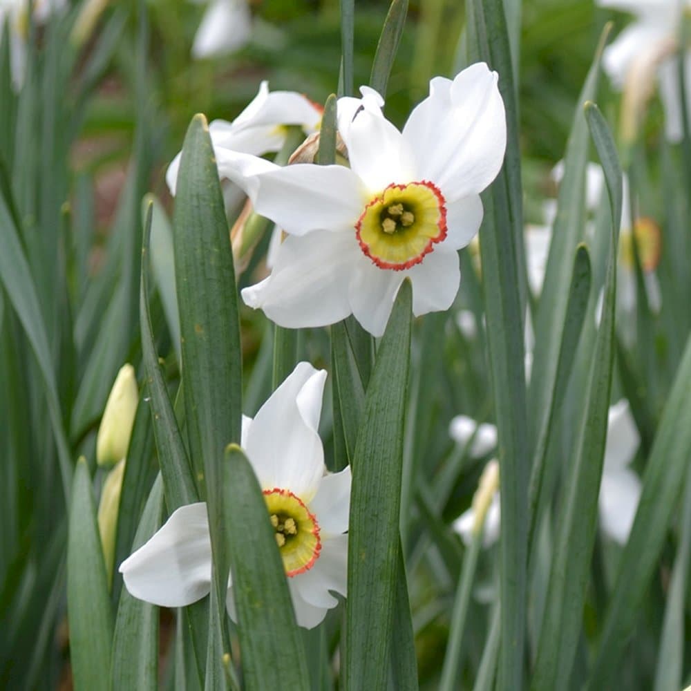 old pheasant's eye