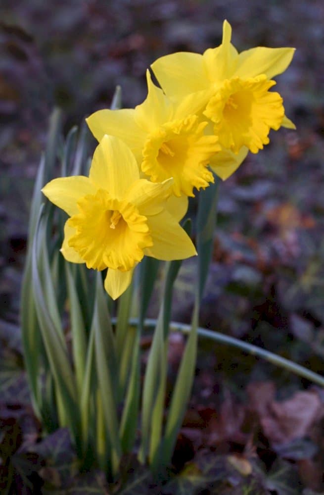 daffodil