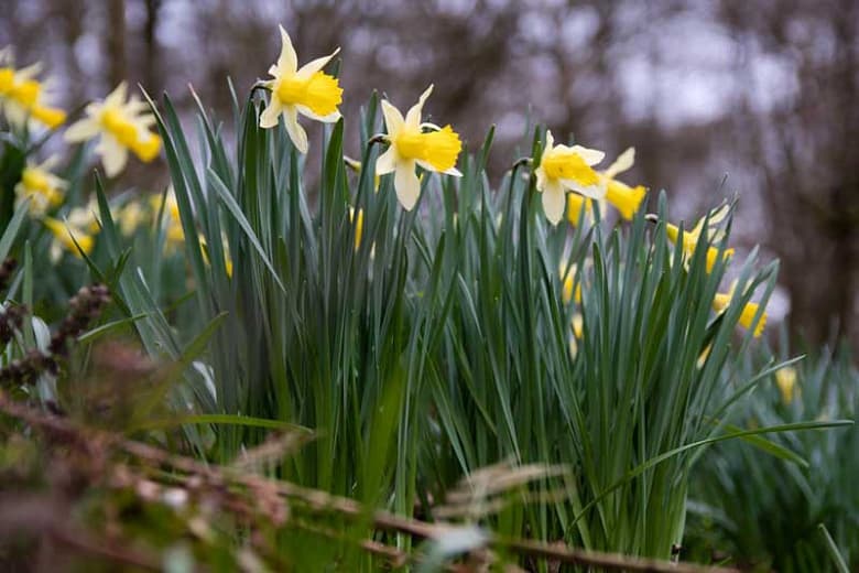 daffodil 'Plenus'