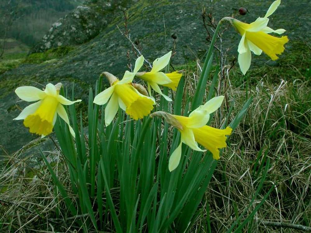 daffodil 'Plenus'