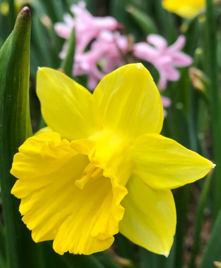 daffodil 'Plenus'