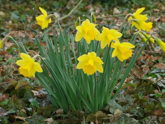 daffodil 'Plenus'