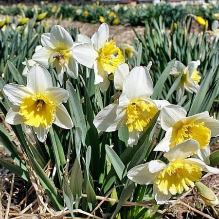 daffodil 'Plenus'