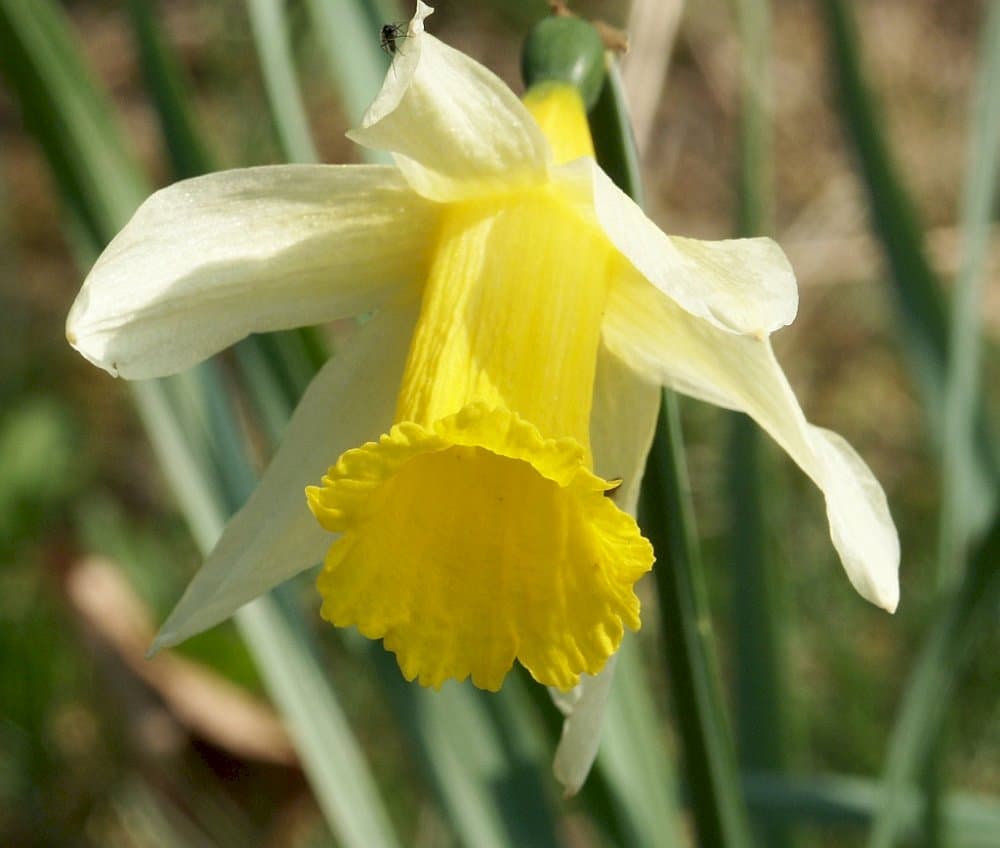 wild daffodil