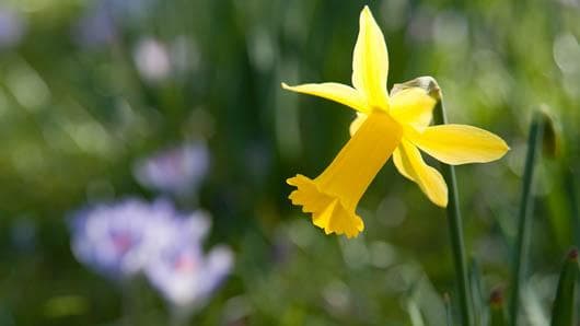 wild daffodil