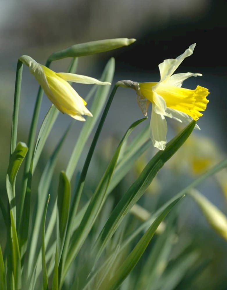 wild daffodil