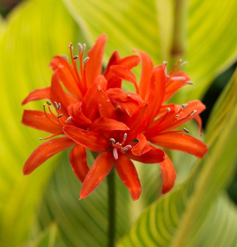 Guernsey lily