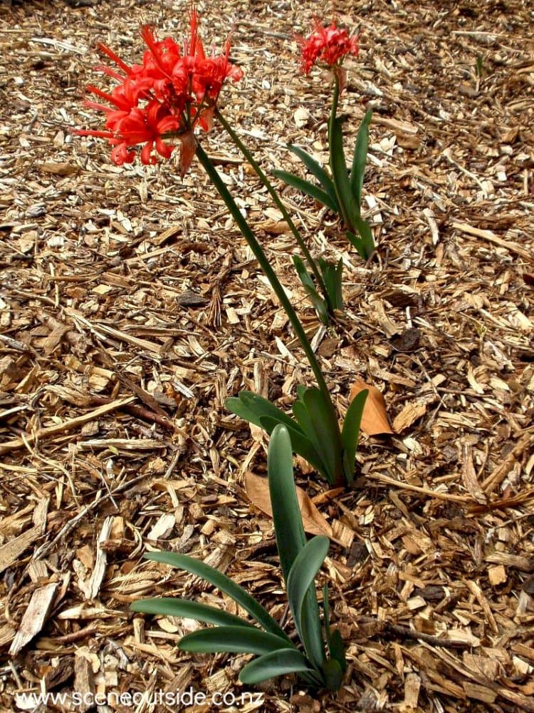 Guernsey lily