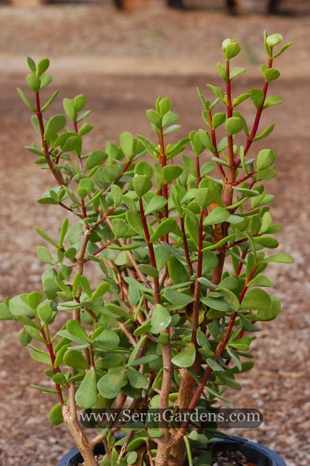 elephant bush 'Variegata'